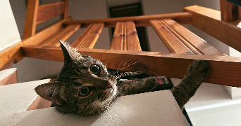 emma pet sitter à ST ALBAN LEYSSE 73230_4