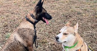 lilou pet sitter à POULX 30320_1