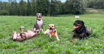 sarah pet sitter à ST JEOIRE 74490_1