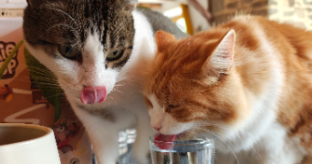 nolwenn pet sitter à MONTBERON 31140_1