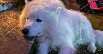 morgane pet sitter à MERY SUR OISE 95540_7