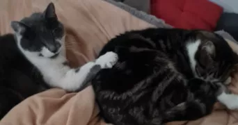 delphine pet sitter à ORVILLERS SOREL 60490
