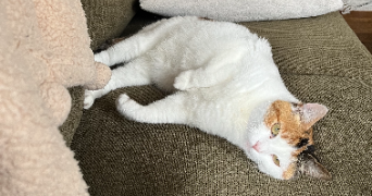 alexandra pet sitter à LIMOGES 87000_3