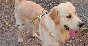 kari pet sitter à ST CHRISTOL 84390_6