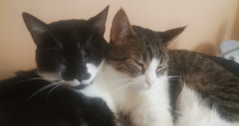 virginie pet sitter à MARSEILLE 11 13011_0