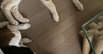 mélissa pet sitter à ANTIBES 06600_1