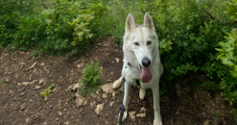 sylvain dog sitter à LA BIOLLE 73410_2