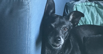 yohann pet sitter à TOUFFLERS 59390_2