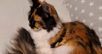 stacie pet sitter à MONTESCOURT LIZEROLLES 02440_4