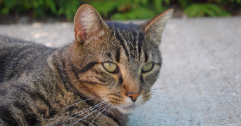 pauline pet sitter à DUNKERQUE 59140_5