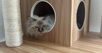 raphael pet sitter à Gennevilliers 92230_6