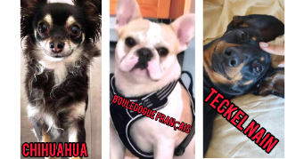 huan dog sitter à FARAMANS 01800_12