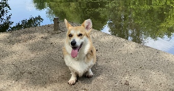 charlotte dog sitter à L ISLE ADAM 95290_4