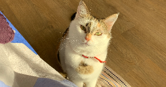 anne-meï pet sitter à ST GERMAIN EN LAYE 78100_8