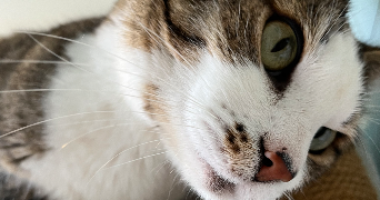 juline pet sitter à MONT ST AIGNAN 76130_5