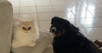 ilona pet sitter à LE MANS 72000_1