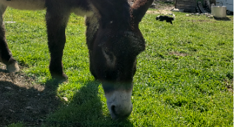 lou-anne pet sitter à TALLARD 05130_5