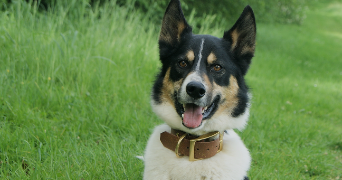 karmel dog sitter à LAVAL 53000_2