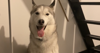 inès pet sitter à Hellemmes-Lille 59160_5