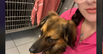charlotte pet sitter à SIX FOURS LES PLAGES 83140_1