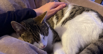 elsa pet sitter à BOULOGNE BILLANCOURT 92100_3
