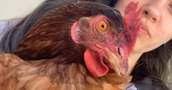 julie pet sitter à DEOLS 36130_1