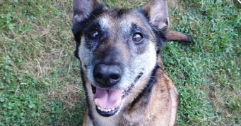 rebecca pet sitter à MASSY 91300_3