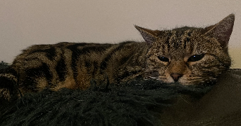 sélénia pet sitter à ELBEUF 76500_2