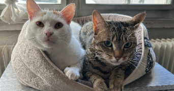 claire pet sitter à QUINCY VOISINS 77860_1