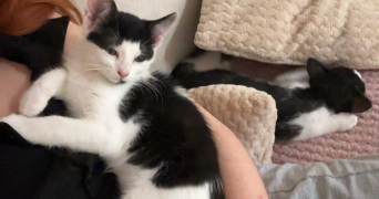 amélie pet sitter à BOURGES 18000_3