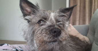 mélany pet sitter à CADILLAC 33410_0