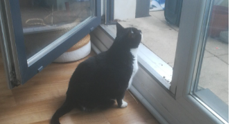 claire pet sitter à VITRY SUR SEINE 94400_3