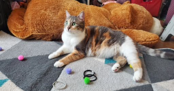 ségolène cat sitter à BOULOGNE BILLANCOURT 92100_2
