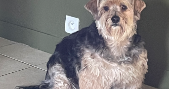 pacome dog sitter à TINCHEBRAY BOCAGE 61800_3