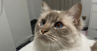 célia pet sitter à HAGUENAU 67500_2