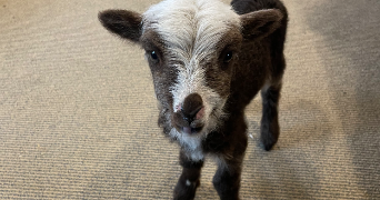 morgane pet sitter à VILLEFRANQUE 65700_10