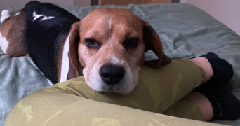 lea pet sitter à PORNIC 44210_1