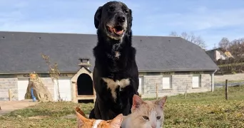 corentin dog sitter à JULOS 65100