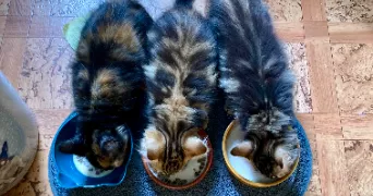 mélinda pet sitter à BOUXWILLER 68480
