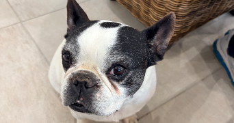 melanie pet sitter à CHAILLY EN BIERE 77930_0