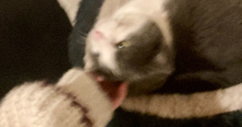 margaux pet sitter à LE PRE ST GERVAIS 93310_2