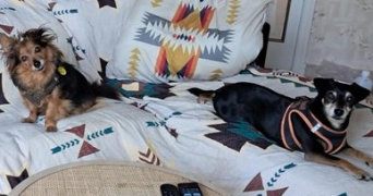 isabelle pet sitter à AIGUILLON 47190_7