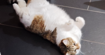 vanessa  pet sitter à MONTPELLIER 34000_3