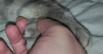 marlène pet sitter à ANSE 69480_2