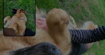 ambre pet sitter à CERGY 95800