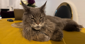 raissa pet sitter à VILLEPREUX 78450_4