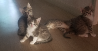 sanae pet sitter à POITIERS 86000_3