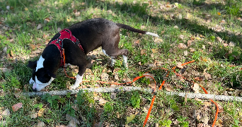 nadia pet sitter à ECROSNES 28320_4