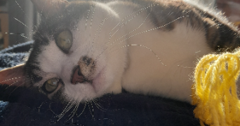 aurore pet sitter à ROUEN 76000_1