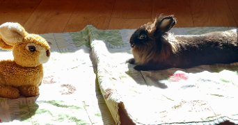 susanna pet sitter à TOULOUSE 31400_1